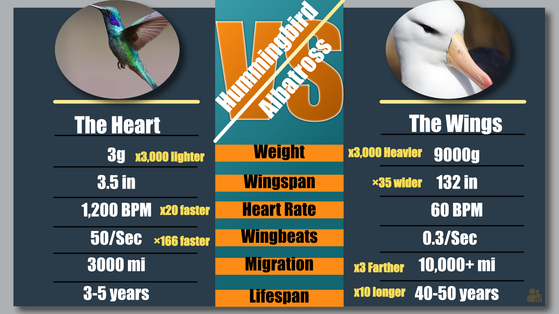 Infographic comparing hummingbirds and albatrosses: hummingbirds are tiny, light, with 1200 BPM hearts and 50 wingbeats per second, while albatrosses are 3000x heavier, with 132 inch wingspans, 60 BPM hearts, and 40-50 year lifespans.