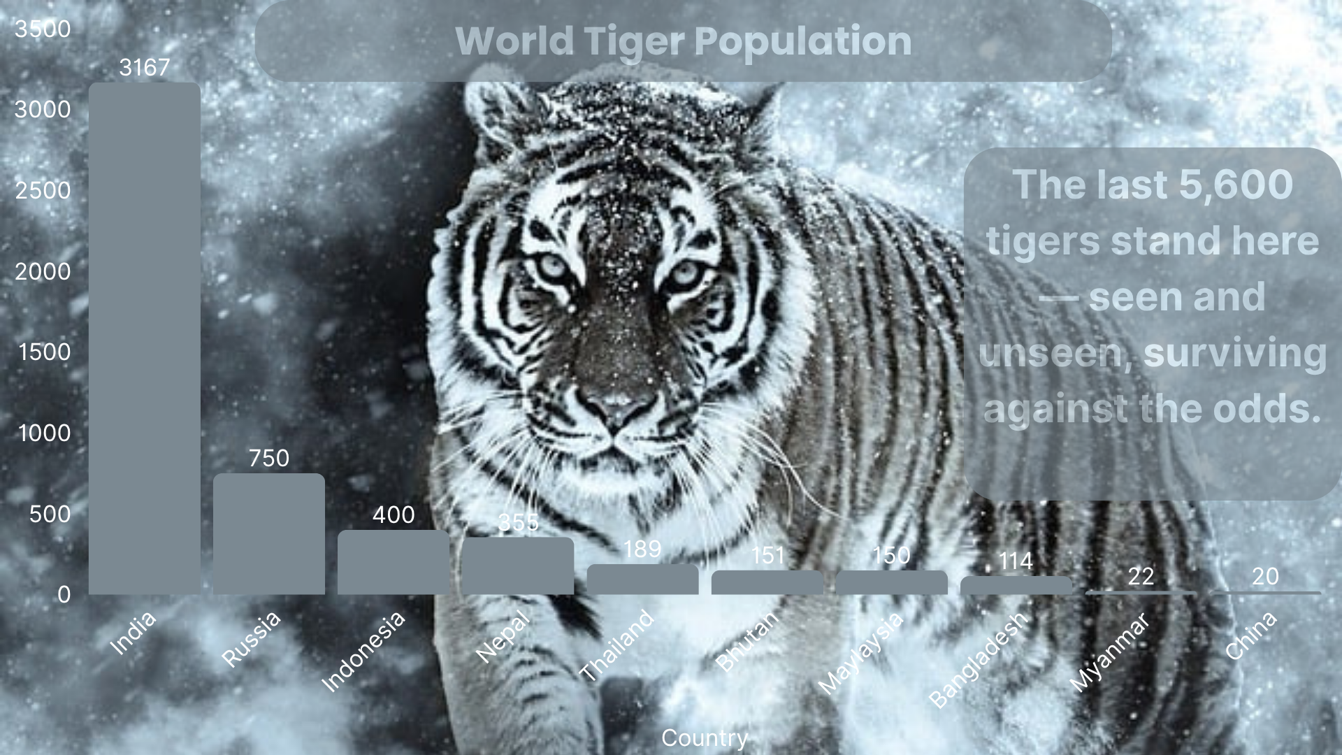 Chart showing tiger populations by country, highlighting India with 75% of the global total.
